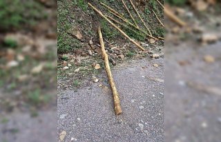 Koruma altındaki ağaçları kesen iki kardeş yakalandı