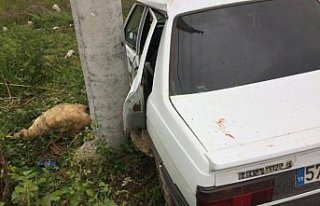 Samsun'da yola çıkan koyunlar kazaya neden...