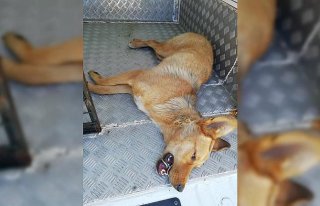 Ağzına çelik halka sıkışan köpeği AFAD kurtardı