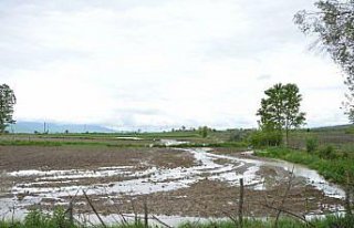 Havza'da yağış ekili tarım alanlarına zarar verdi