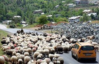 Karadeniz'de göçerler yayla yollarında