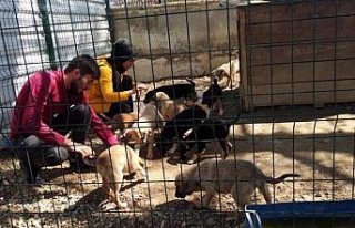 Kastamonu'da sokak hayvanları için 