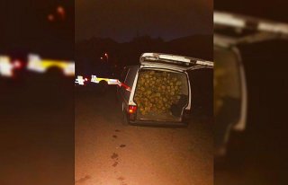 Koruma altındaki ağaçları kesen 3 kişi yakalandı