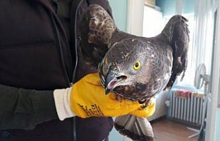 Ordu'da yaralı şahin koruma altına alındı