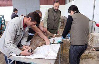 Tedavileri tamamlanan karacalar doğaya salındı