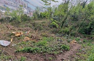 Trabzon'da ağaçların izinsiz kesilmesi