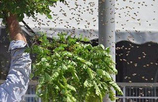 Arı kolonisini ağaçta toplayarak kovana aldı