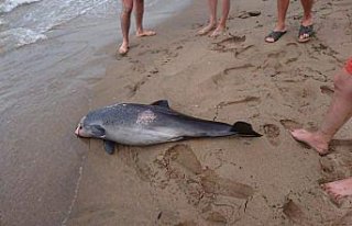Bartın'da sahile yunus leşi vurdu