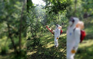 Giresun'da fındık verimi ve kalitesi artırılıyor