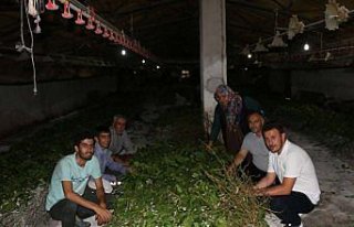 İpek böceği köylülerin gelir kapısı oldu