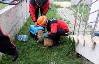 Kuyuya düşen yavru köpekleri itfaiye kurtardı