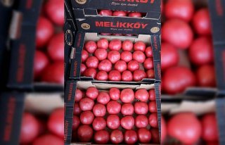 Rusya'ya domates ihracatındaki artış yüz güldürüyor