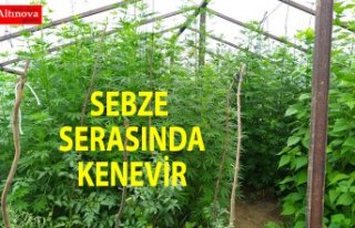 Sebze serasında kenevir yetiştiren 3 kişi yakalandı