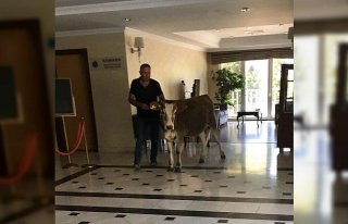 Sinop'ta sıcaktan bunalınca otele giren inek...