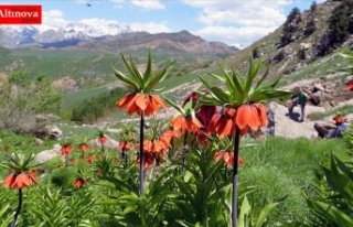 Ters laleleri toplayanlara 180 bin lira idari para...