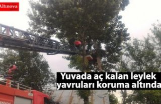 Yuvada aç kalan leylek yavruları koruma altında