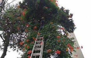 Ağaçta mahsur kalan kediyi itfaiye kurtardı