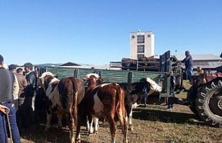 İhsangazi'de hayvan pazarı yeniden faaliyete geçti