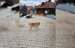Köpeklere kürekle vuran kişiye para cezası