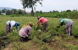 Köylü kadın girişimcilerin hasat heyecanı