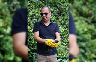 Ordu'da yaralı karga koruma altına alındı