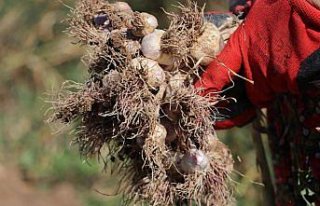 Taşköprü sarımsağında hasat başladı
