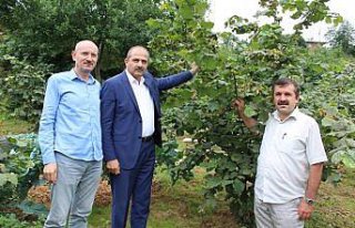 Trabzon'da aşılı fındık ağaçları meyveye durdu
