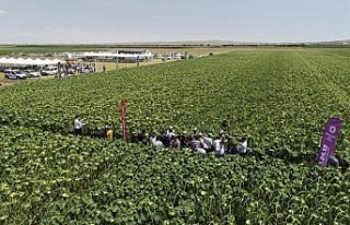 Bilinçli tarım verimi yükseltti