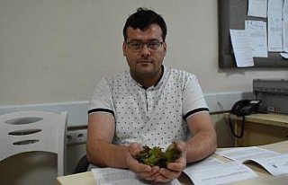 Fındığın yara iyileşmesini hızlandırdığı...