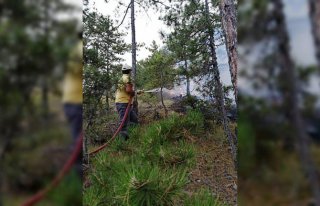 GÜNCELLEME - Sinop'ta orman yangını