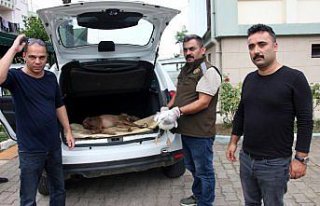 İkizce'de yaralı karaca tedavi altına alındı