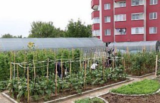 Safranbolu'da örtü altı sebze yetiştiriciliği...