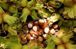 Samsun'da fındık toplama ve ihraç tarihleri belirlendi