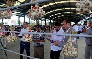 Sarımsak festivalinde 