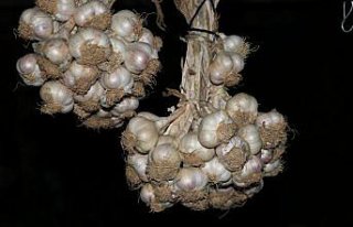 Sarımsak üreticisi fiyattan memnun