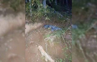 Üzerine ağaç devrilen orman işçisi öldü