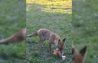 Yavru tilkileri bahçesinde besliyor