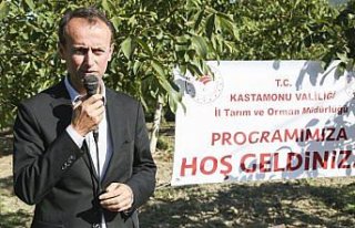 Abana'da ceviz hasat şenliği düzenlendi