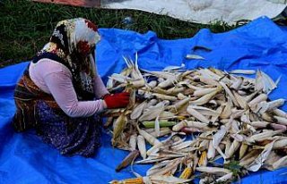 Atadan miras tohumlarla ektikleri mısıra imece usulü...
