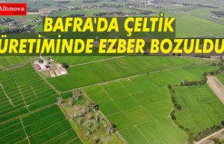 BAFRA'DA ÇELTİK ÜRETİMİNDE EZBER BOZULDU