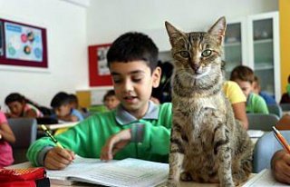 Derslere giren kedi 