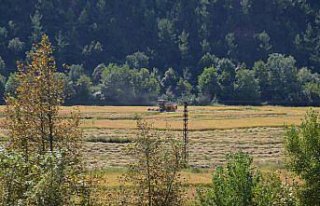 Karabük'te çeltik hasadı başladı