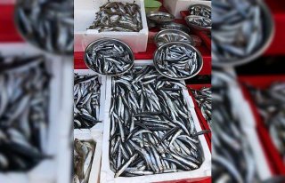 Karadenizli balıkçının umudu hamsi