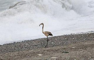 Kastamonu'da sahilde görülen flamingo ilgi odağı...