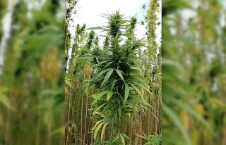 Samsun'da kenevir tohumu hasadı başladı