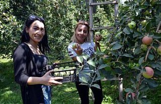 Tescilli Amasya misket elmasında hasat zamanı