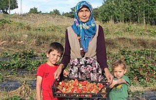 Devlet desteğiyle 60 yaşında çilek üretimine...
