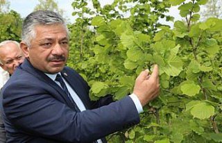 Fındık üreticilerinde destekleme sevinci