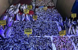 Karadeniz'de hamsi fiyatı düştü