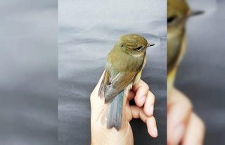 Kızılırmak Deltası Kuş Cenneti'nde “mavi...